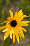 Variableleaf sunflower